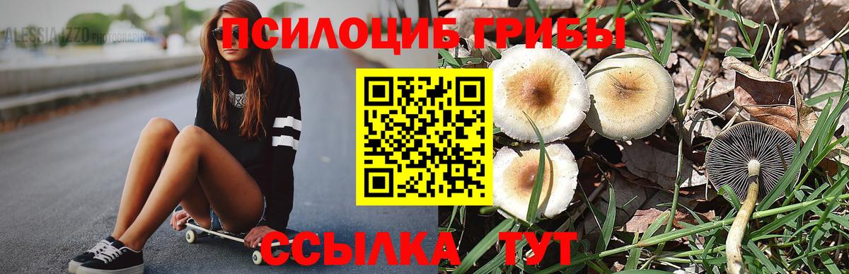 Псилоцибиновые грибы мицелий Корсаков
